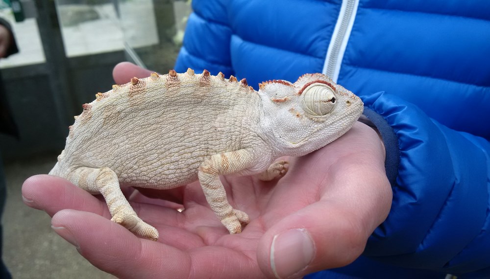 Vizebürgermeister Christoph Kaufmann eröffnete die Reptilienausstellung im Botanischen Garten in Innsbruck. Organisiert wird die sehenswerte Ausstellung von den Reptilienfreunde-Tirol und läuft noch bis zum 07. Mai 2016.