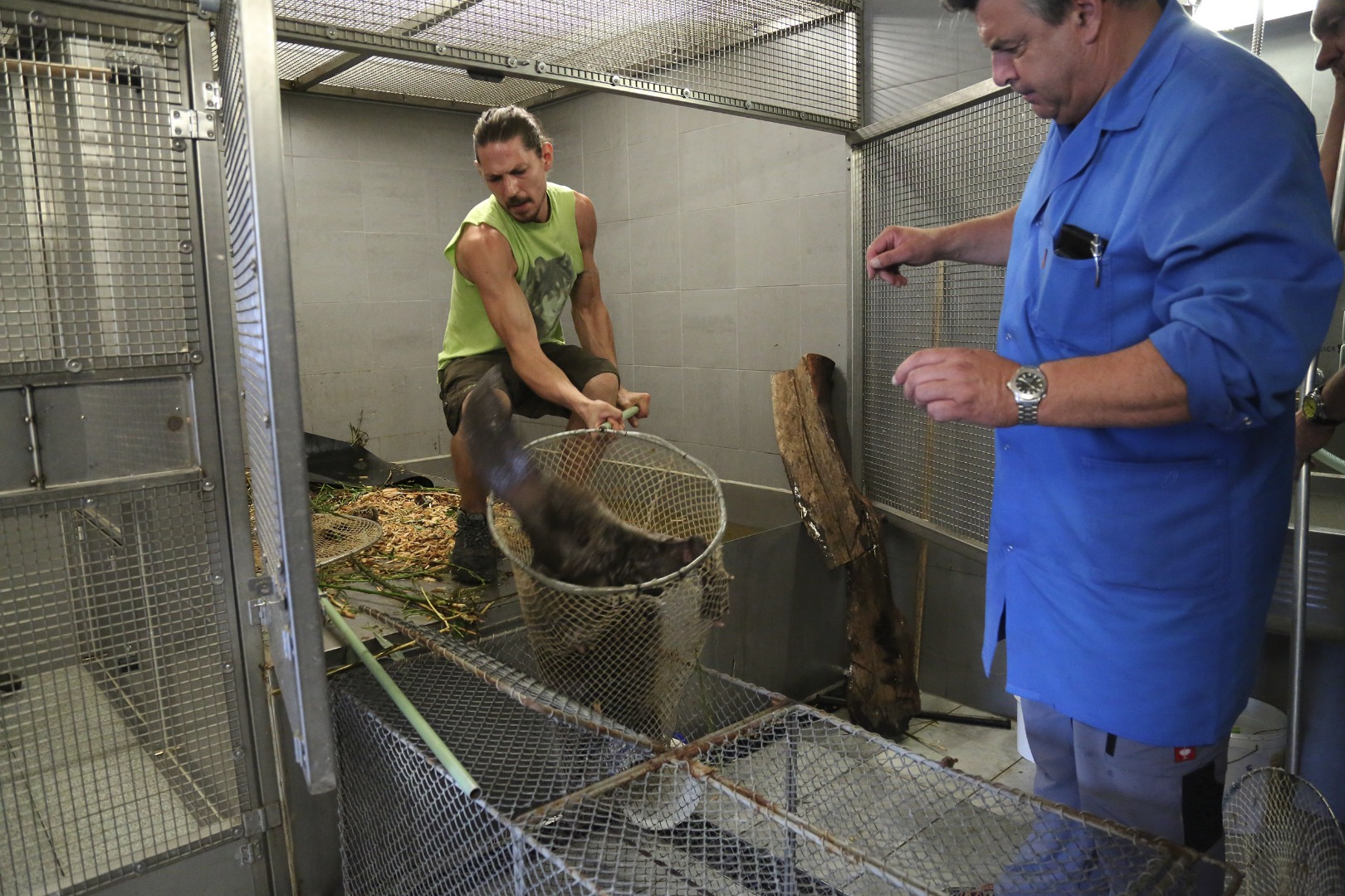 Einfangen und verladen des Bibers im Alpenzoo.