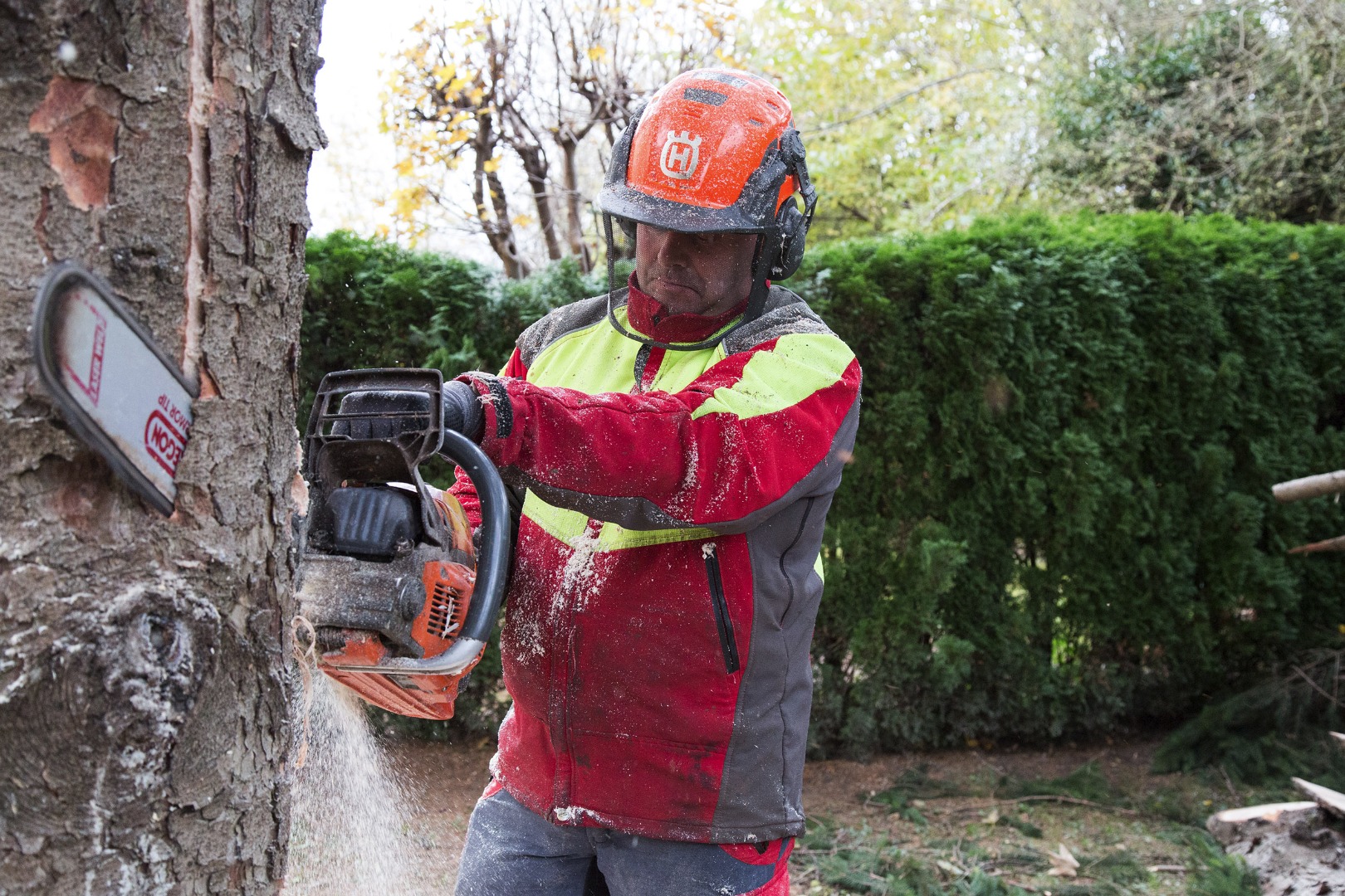 Fachmännisch wurde die 50 Jahre alte Fichte gefällt.