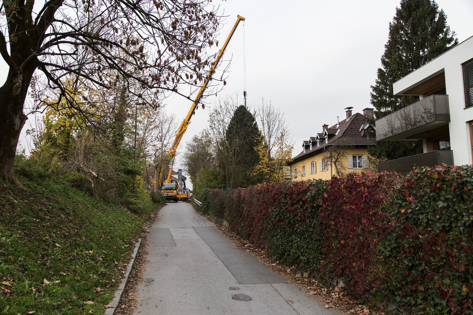 Der Christbaum für den Altstadt-Christkindlmarkt kommt aus der Lutterottistraße in Pradl.