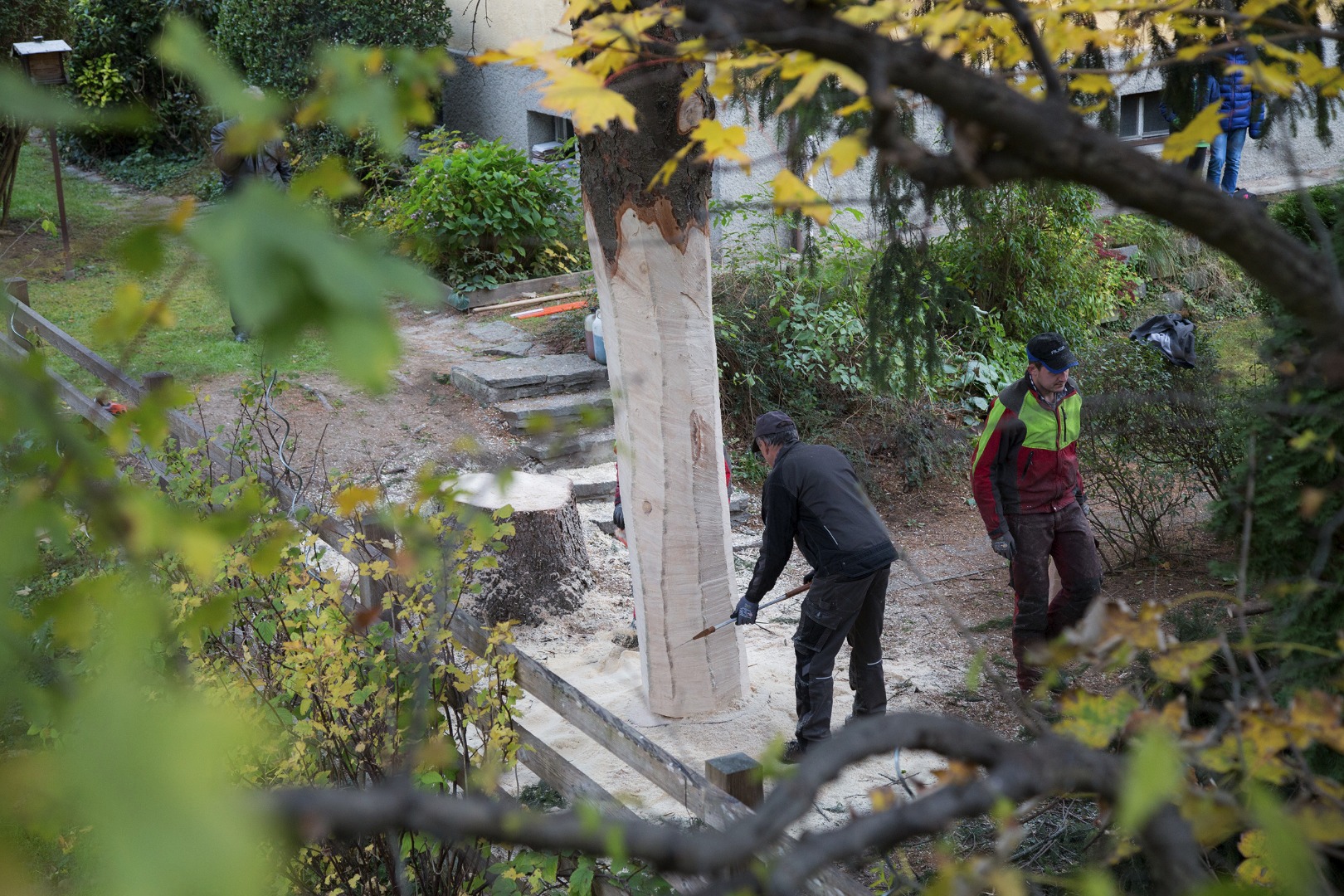 Großer Baum in kleinem Garten - eine Herausforderung für die Männer des städtischen Forstamtes
